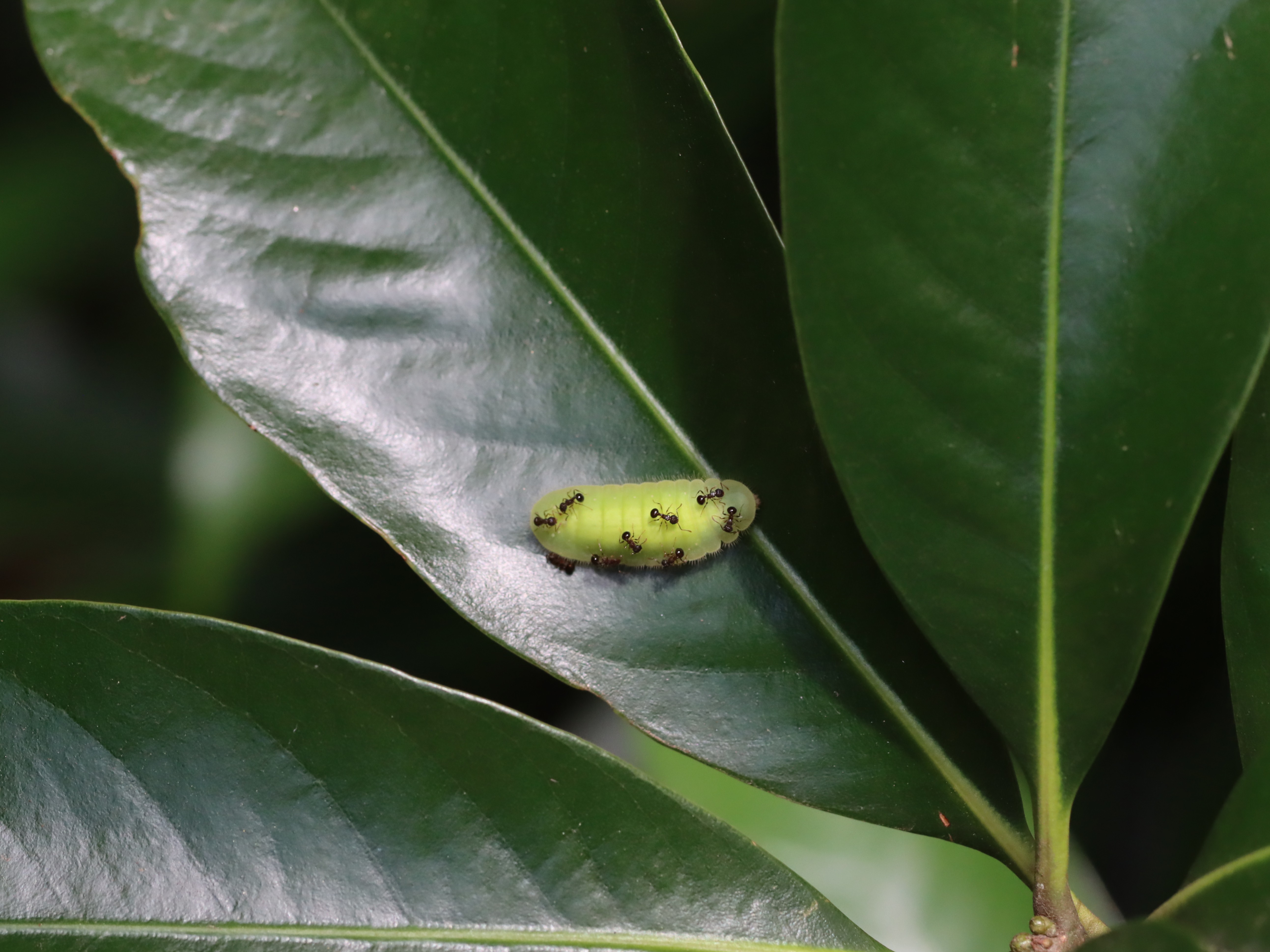 ムラサキツバメ2